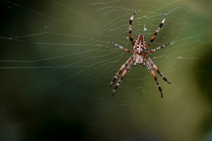 Foto door Average GUY: https://www.pexels.com/nl-nl/foto/28435054/